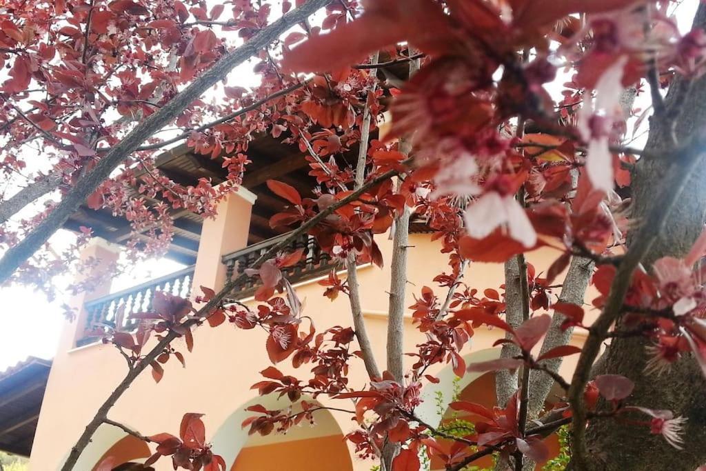 Villa Tethys Mountain Resort 자카스 외부 사진